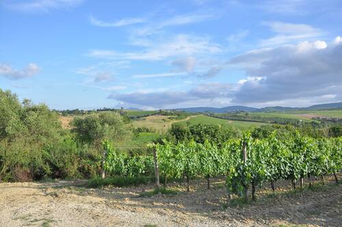 wineyard, nature, grapeyard, grape farm, countryside, landscape, italy, tuscany, summer, toscana, scenery, rural, blue farm