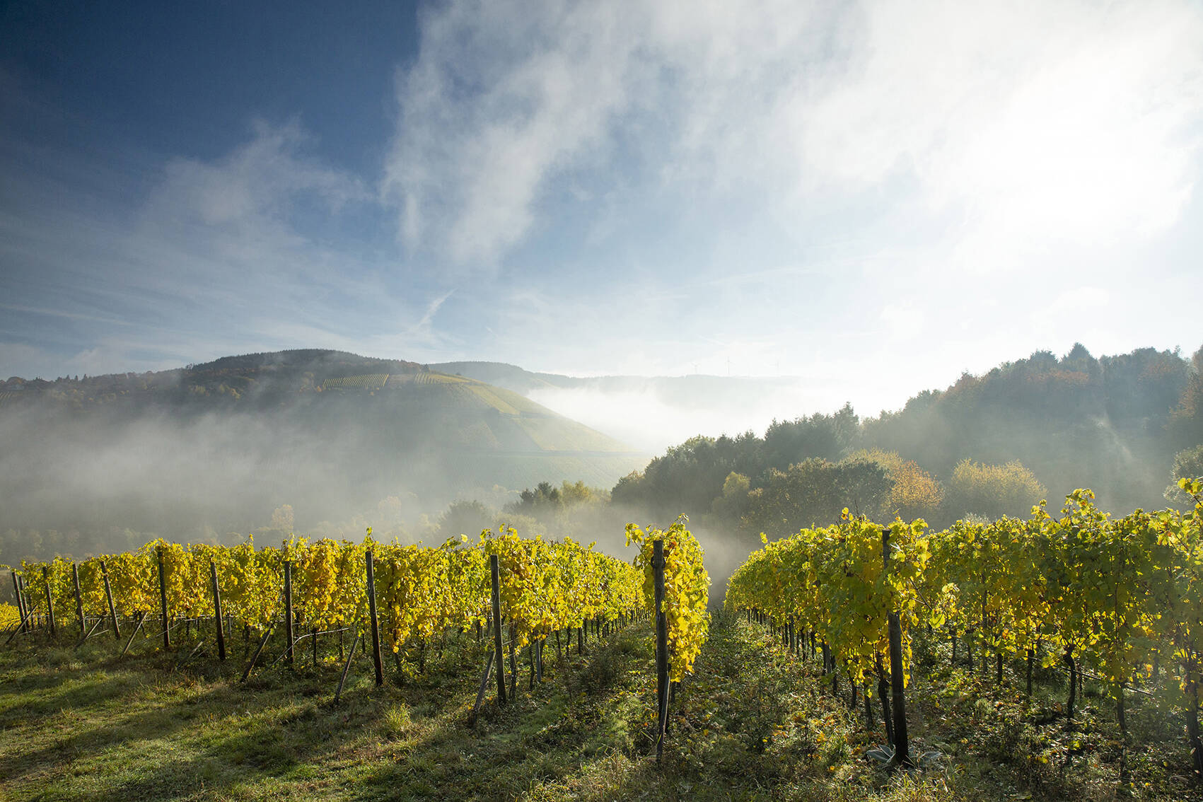 Wandern & Radfahren am Ruwer-Riesling-Erlebnisweg im Ruwertal