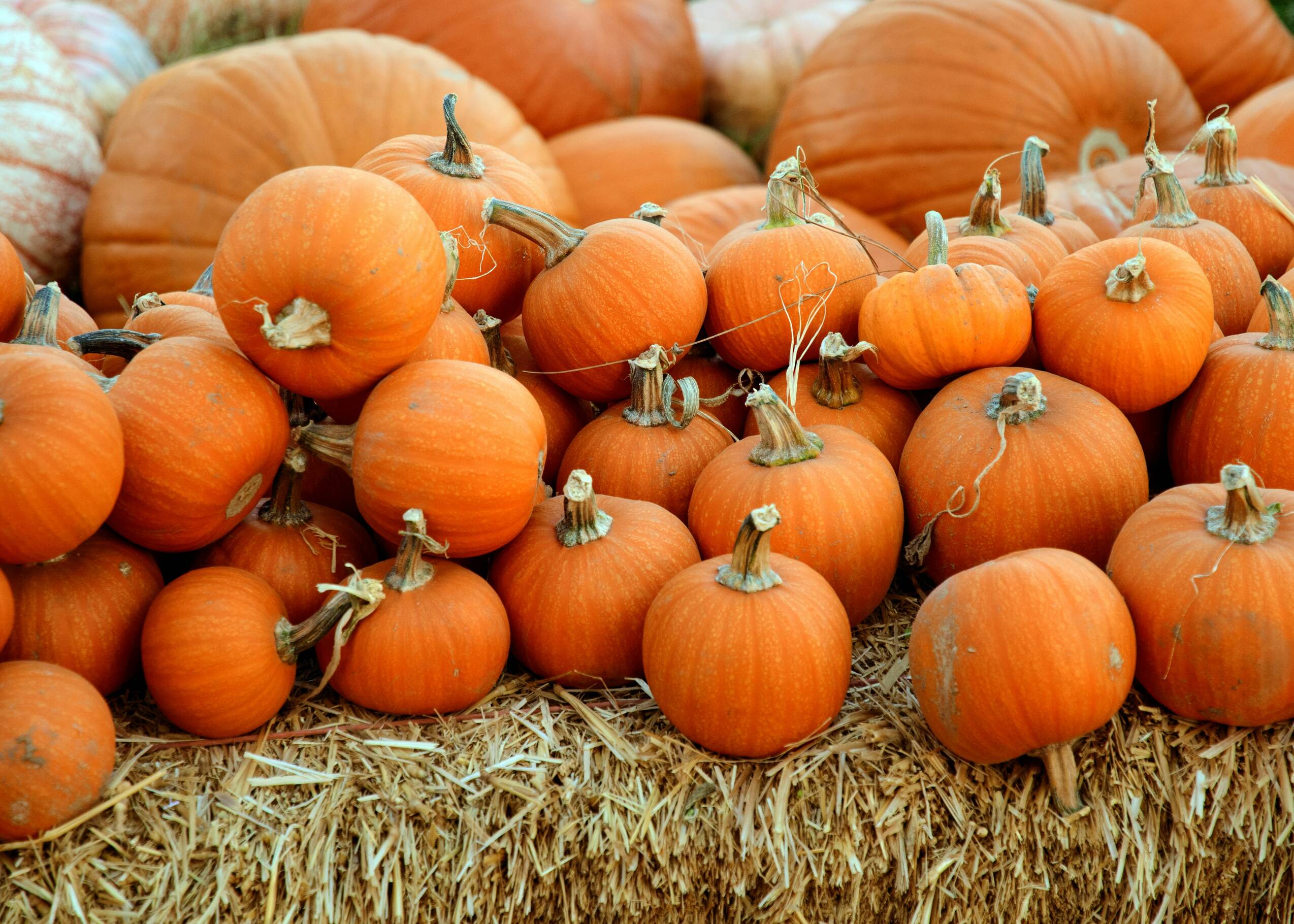 The Pumpkin Patch