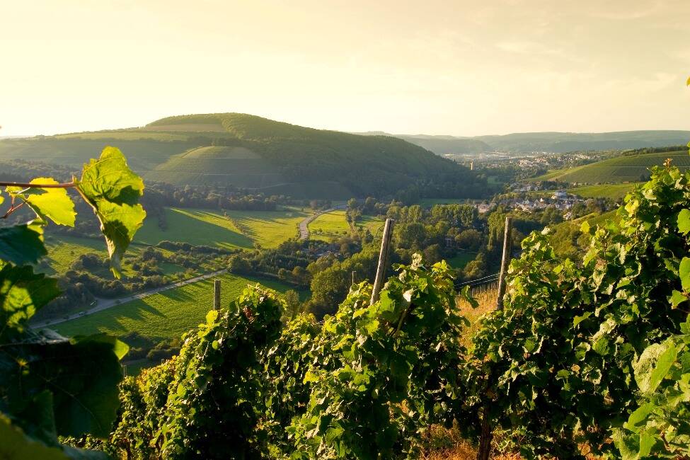 Wandern im Ruwertal mit Übernachtung im Weinhotel Weis